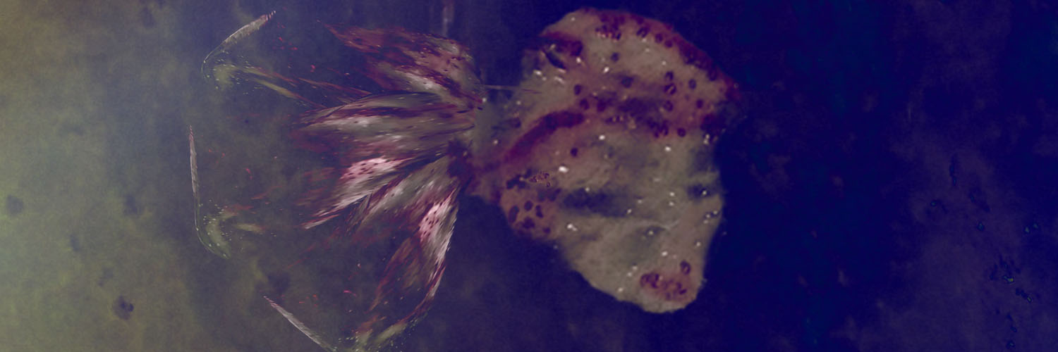 Conubia nostra per inceptos himenaeos